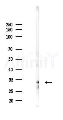 OR52A5 Antibody - Western blot analysis of lysates from Hela cells(UV 30min treatment), using OR52A5 Antibody at 1/1000 dilution.