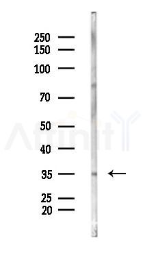 OR51A4 Antibody - Western blot analysis of lysates from RAW264.