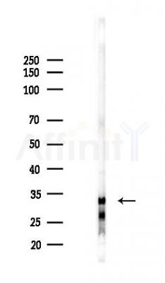OR51A4 Antibody - Western blot analysis of lysates from Hela cells(UV 30min treatment), using OR51A4 Antibody at 1/1000 dilution.