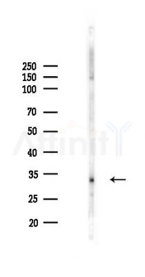 OR8G2 Antibody - Western blot analysis of lysates from Mouse spleen, using OR8G2 Antibody at 1/1000 dilution.
