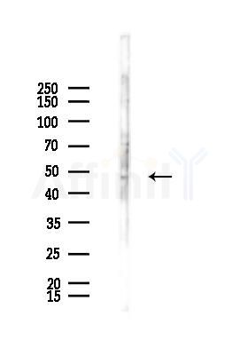 NeuN Antibody - Western blot analysis of lysates from K562 cells(heat-shock 45min treatment), using NeuN Antibody at 1/1000 dilution.