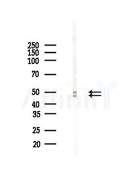 NeuN Antibody - Western blot analysis of lysates from Mouse brain, using NeuN Antibody at 1/1000 dilution.
