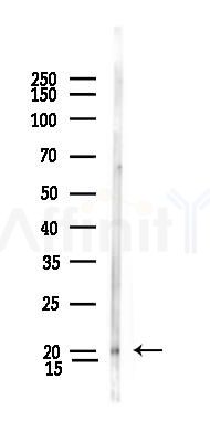 RNASE13 Antibody - Western blot analysis of lysates from Rat testis, using RNASE13 Antibody at 1/1000 dilution.