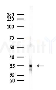 GAS2 Antibody - Western blot analysis of lysates from HUVEC cells(starvation 24h treatment), using GAS2 Antibody at 1/1000 dilution.
