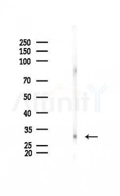 TMS1/ASC Antibody - Western blot analysis of lysates from Mouse lung, using TMS1/ASC Antibody at 1/1000 dilution.