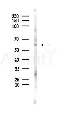 FAAH Antibody - Western blot analysis of lysates from Mouse testis, using FAAH Antibody at 1/1000 dilution.