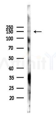 EHMT2 Antibody - Western blot analysis of lysates from 293 cells(LPS 4h treatment), using EHMT2 Antibody at 1/1000 dilution.