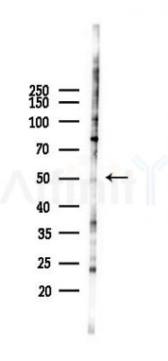 JNK2 Antibody - Western blot analysis of lysates from 293 cells(LPS 4h treatment), using JNK2 Antibody at 1/1000 dilution.