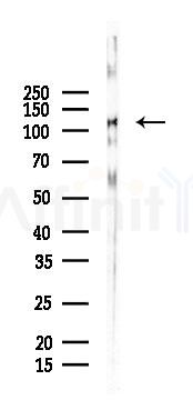 CD44 Antibody - Western blot analysis of lysates from Mouse heart, using CD44 Antibody at 1/1000 dilution.