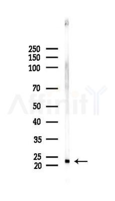 GPX4 Antibody - Western blot analysis of lysates from Mouse testis, using GPX4 Antibody at 1/1000 dilution.