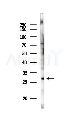 RAB27A Antibody - Western blot analysis of lysates from Rat brain, using RAB27A Antibody at 1/1000 dilution.