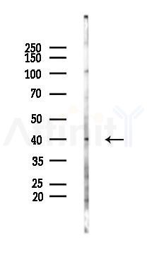 CD27 Antibody - Western blot analysis of lysates from Hela cells(heat-shock 45min treatment), using CD27 Antibody at 1/1000 dilution.