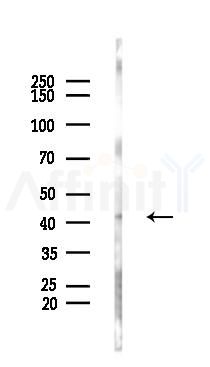CD27 Antibody - Western blot analysis of lysates from HUVEC cells(LPS 4h treatment), using CD27 Antibody at 1/1000 dilution.