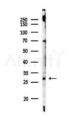 TAF9 Antibody - Western blot analysis of lysates from Rat brain, using TAF9 Antibody at 1/1000 dilution.