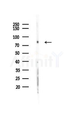 EXT1 Antibody - Western blot analysis of lysates from Rat brain, using EXT1 Antibody at 1/1000 dilution.