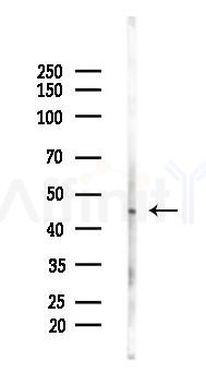 SPAM1 Antibody - Western blot analysis of lysates from Rat lung, using SPAM1 Antibody at 1/1000 dilution.