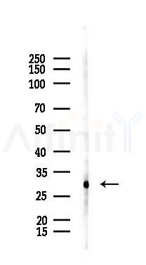 VEGFB Antibody - Western blot analysis of lysates from Mouse spleen, using VEGFB Antibody at 1/1000 dilution.
