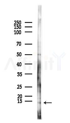 PATE3 Antibody - Western blot analysis of lysates from B16F10-LUC cells(heat-shock 45min treatment), using PATE3 Antibody at 1/1000 dilution.