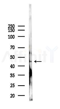 SERPINH1 Antibody - Western blot analysis of lysates from RAW264.