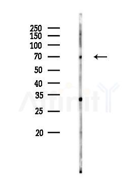 PVRL2 Antibody - Western blot analysis of lysates from Hela cells(UV 30min treatment), using PVRL2 Antibody at 1/1000 dilution.