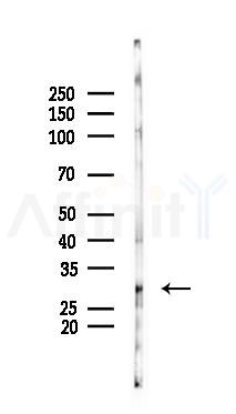 HUS1 Antibody - Western blot analysis of lysates from Rat testis, using HUS1 Antibody at 1/1000 dilution.