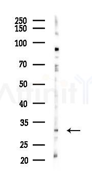 MPG Antibody - Western blot analysis of lysates from K562 cells(LPS 4h treatment), using MPG Antibody at 1/1000 dilution.