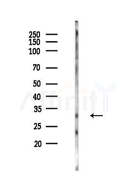 PNMT Antibody - Western blot analysis of lysates from Rat testis, using PNMT Antibody at 1/1000 dilution.