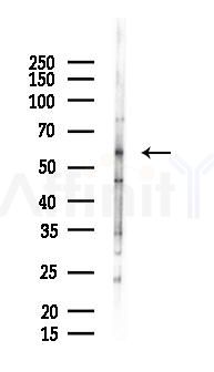 Occludin Antibody - Western blot analysis of lysates from Rat testis, using Occludin Antibody at 1/1000 dilution.