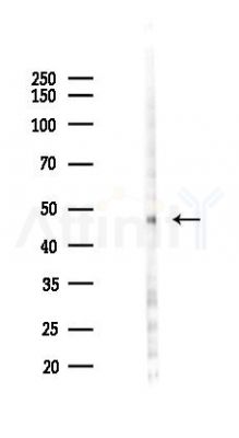 Wnt10a Antibody - Western blot analysis of lysates from HUVEC cells(LPS 4h treatment), using Wnt10a Antibody at 1/1000 dilution.
