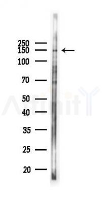Phospho-PERK (Thr982) Antibody - Western blot analysis of lysates from RAW264.