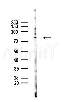 SMURF2 Antibody - Western blot analysis of lysates from RAW264.