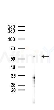 MMP20 Antibody - Western blot analysis of lysates from RAW264.