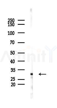 CITED1 Antibody - Western blot analysis of lysates from RAW264.