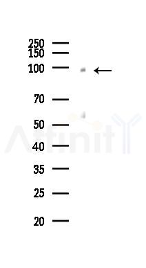 SEMA4D Antibody - Western blot analysis of lysates from Mouse brain, using SEMA4D Antibody at 1/1000 dilution.