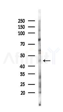 FAIM3 Antibody - Western blot analysis of lysates from K562 cells(UV 30min treatment), using FAIM3 Antibody at 1/1000 dilution.