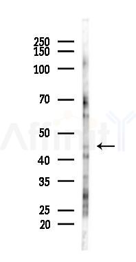 PBX3 Antibody - Western blot analysis of lysates from HUVEC cells(UV 30min treatment), using PBX3 Antibody at 1/1000 dilution.