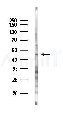 BGN Antibody - Western blot analysis of lysates from HUVEC cells(UV 30min treatment), using BGN Antibody at 1/1000 dilution.