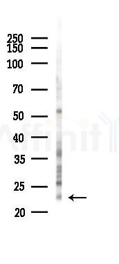COPS8 Antibody - Western blot analysis of lysates from 293 cells(heat-shock 45min treatment), using COPS8 Antibody at 1/1000 dilution.
