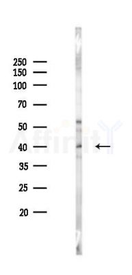 CDX4 Antibody - Western blot analysis of lysates from Rat testis, using CDX4 Antibody at 1/1000 dilution.