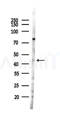 NR2E1 Antibody - Western blot analysis of lysates from 293 cells(heat-shock 45min treatment), using NR2E1 Antibody at 1/1000 dilution.
