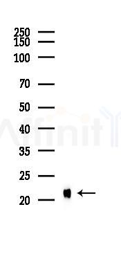 DCTN3 Antibody - Western blot analysis of lysates from Mouse lung, using DCTN3 Antibody at 1/1000 dilution.