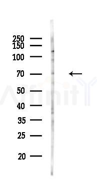 FCAR Antibody - Western blot analysis of lysates from Mouse heart, using FCAR Antibody at 1/1000 dilution.