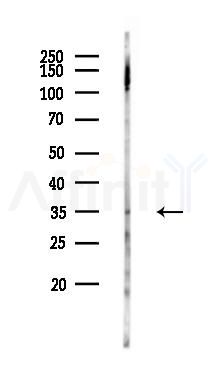 EBI3 Antibody - Western blot analysis of lysates from Mouse heart, using EBI3 Antibody at 1/1000 dilution.