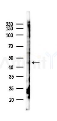 GDF11 Antibody - Western blot analysis of lysates from 293 cells(heat-shock 45min treatment), using GDF11 Antibody at 1/1000 dilution.
