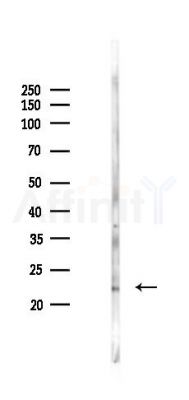 ARL4A Antibody - Western blot analysis of lysates from Rat testis, using ARL4A Antibody at 1/1000 dilution.