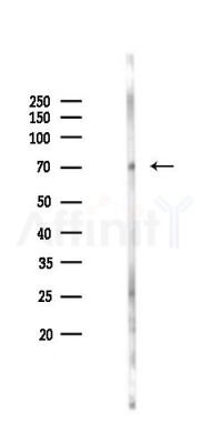 LSS Antibody - Western blot analysis of lysates from Rat testis, using LSS Antibody at 1/1000 dilution.