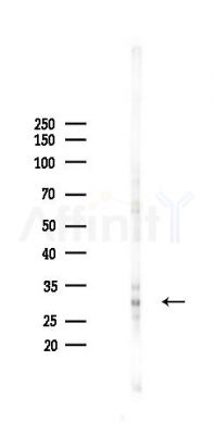 MEMO1 Antibody - Western blot analysis of lysates from A2780 cells(starvation 24h treatment), using MEMO1 Antibody at 1/1000 dilution.