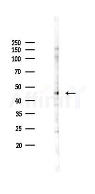 SSB Antibody - Western blot analysis of lysates from Rat testis, using SSB Antibody at 1/1000 dilution.