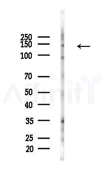Pragmin Antibody - Western blot analysis of lysates from COLO205 cells(starvation 24h treatment), using Pragmin Antibody at 1/1000 dilution.