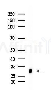 STEAP1 Antibody - Western blot analysis of lysates from Mouse liver, using STEAP1 Antibody at 1/1000 dilution.
